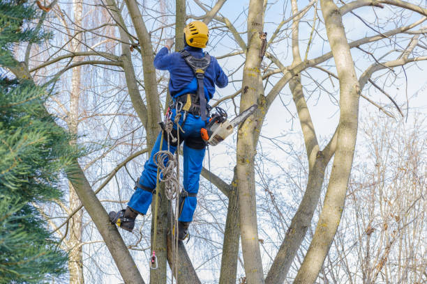 Best Utility Line Clearance  in Kewaskum, WI